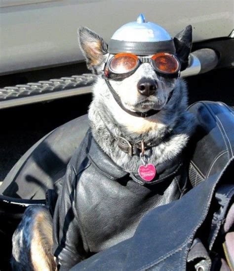 1000 Images About Motorcycle Sidecar Dogs On Pinterest Sidecar