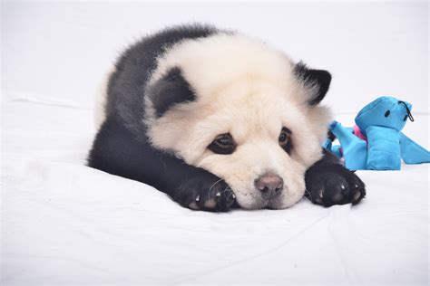 Panda Puppies Are Your New Adorable Obsession