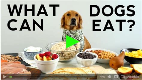 Babies will eat when they are ready to. Table Scraps - Find Out Which Ones Are Healthy And Which ...