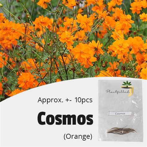 Plantfilled Cosmos Orange Seeds Flower 10 Seeds Shopee Philippines