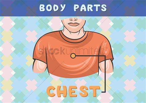 Body parts chart for chest Vector Image - 1396567 | StockUnlimited