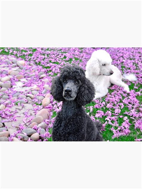 Standard Poodles In Lavender Flower Field Photographic Print By