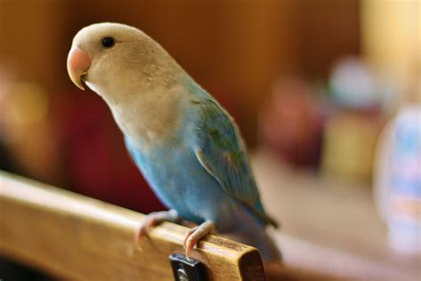 What To Do If Your Bird Is Sick