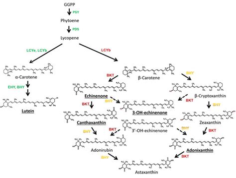 Possible Carotenoid Biosynthesis Pathway In Chlorosarcinopsis Py02