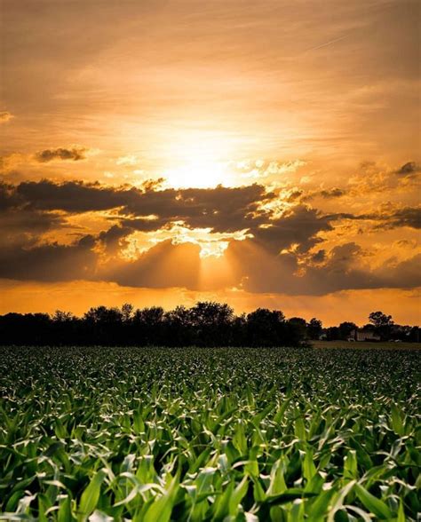 Only In Indiana On Instagram Sunset Over A Corn Field Near