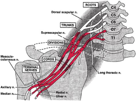 Anatomical Definition And Delineation Of The Brachial Plexus We Used A