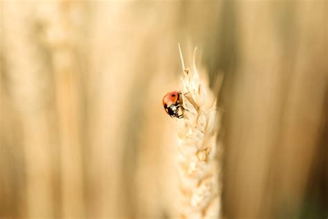 Premium Photo Ladybird Crawling On The Wheat Spike In The Yellow Wheat Field Wheat Harvest