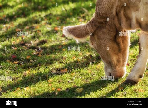 Lush Pasture Hi Res Stock Photography And Images Alamy