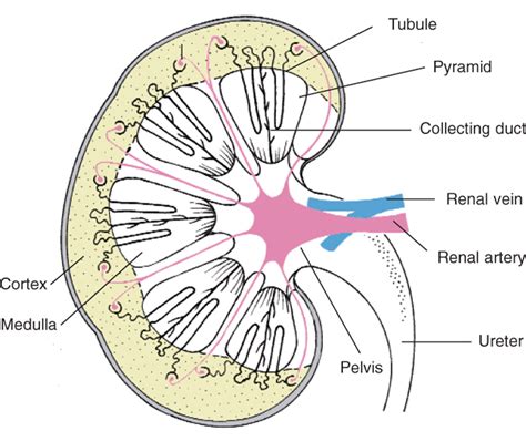 Labeled Diagram Of A Kidney