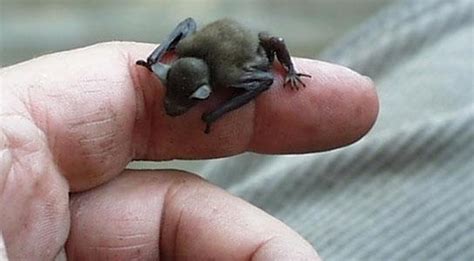 Worlds Smallest Bat Obligatory Pictures Of Cute Or Beautiful