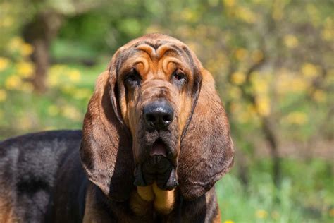 Bloodhound Dog Breed Info: Everything You Need to Know - K9 Web