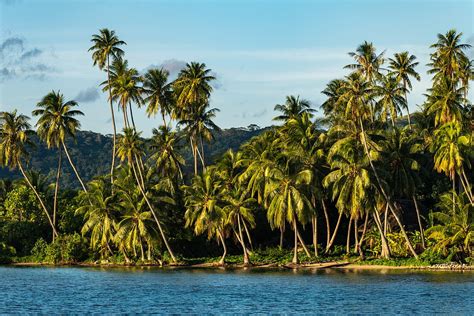 Coconut Palms Along Bora Bora Lagoon License Image
