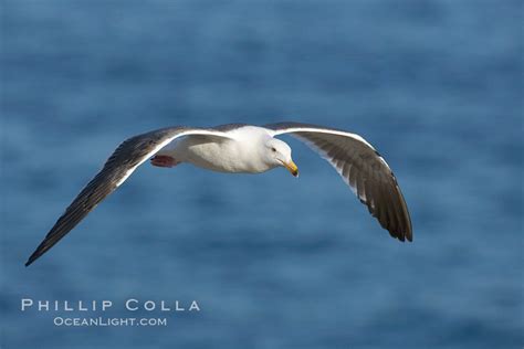 Western Gull Flying Larus Occidentalis La Jolla California