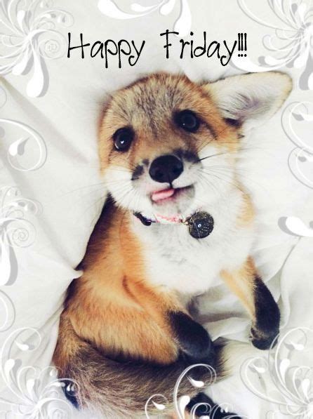 Happy Friday 21 Jul 2017 By Vangie Pet Fox Animals Beautiful Funny