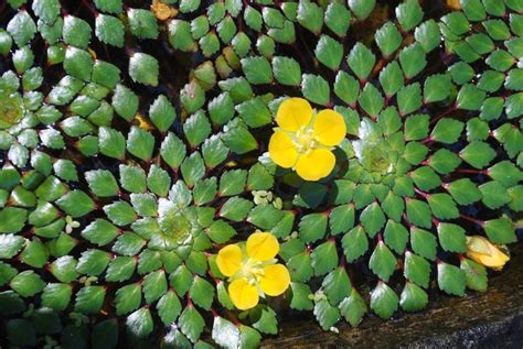 Ludwigia Sedioides Humb And Bonpl Hhara Ludwigia Sedioides