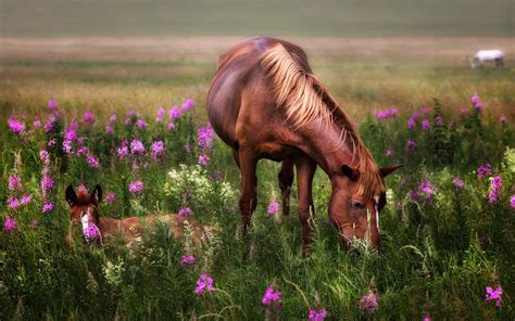 Horses Red Mare And Foal Meadow Flowers Hd Wallpaper4829