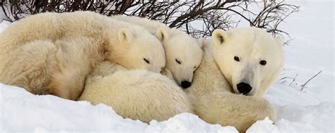 La Faune Du Manitoba Manitoba Canada