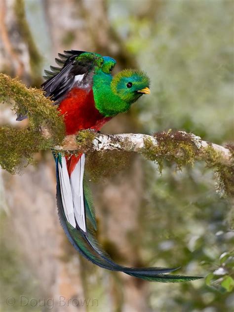 Resplendent Quetzal Taking Flight Birds 2 Pet Birds Rare Animals