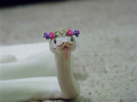 Orange corn snake crawling on a branch and looking forward on white background. PsBattle: White snake wearing a flower crown ...
