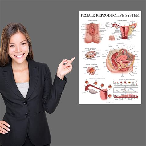 Buy Palace Learning Laminated Female Reproductive System Anatomical Chart Female Anatomy