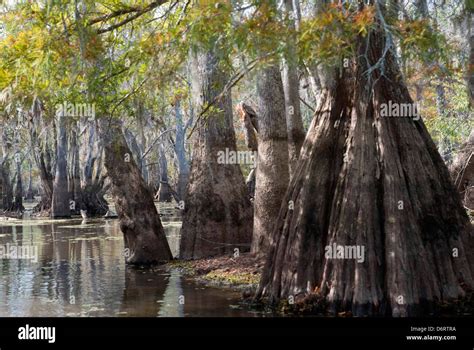 Usa Louisiana Honey Island Swamp Stock Photo Alamy