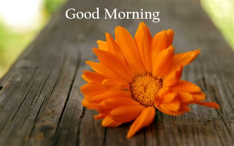 Good morning images with white flowers images. 157+ Good Morning Flowers Images Photos Pics HD Download Here