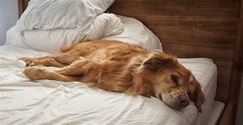 It is the australian shepherd golden retriever mix. Meet the Australian Shepherd Golden Retriever Mix - My Dog ...