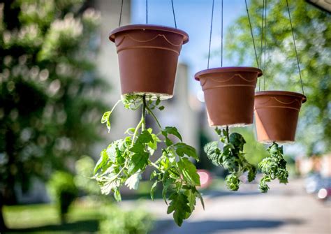 The 4 Best Upside Down Tomato Planters For Home Gardeners Minneopa