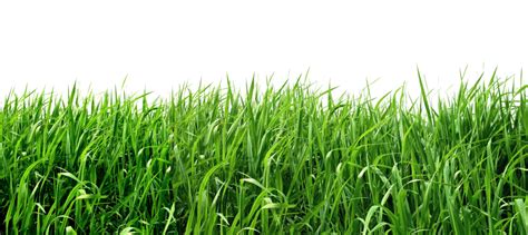 Patch Of Grass Png Image Purepng Free Transparent Cc Png Image Library