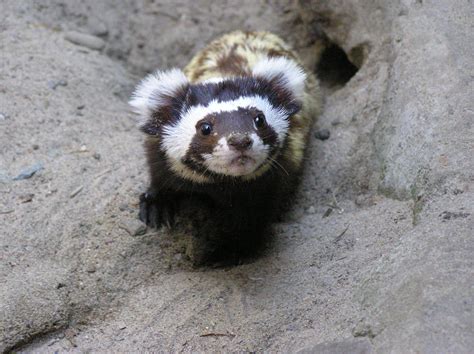 Mustelidae Mustelids Are One Of The Largest And Oldest Mammal