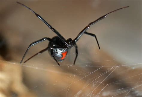 Unexpectedly Shocking Facts About Black Widow Spiders