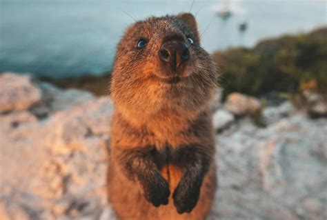 Where To Meet Australias Cutest Animals Tourism Australia