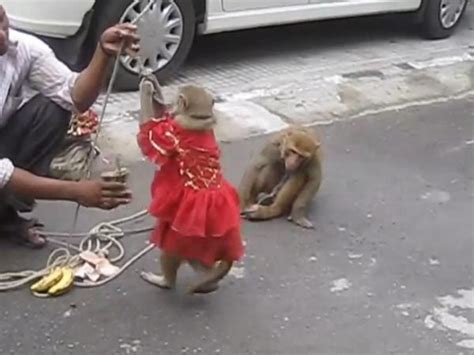 When Monkey Dance Was A Regular Scene In India! - Boldsky.com