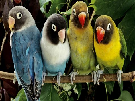 صور انواع الطيور خلفيات ورمزيات طيور ملونة ميكساتك
