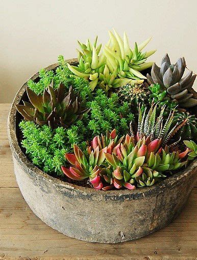 62 Beautiful Indoor And Outdoor Succulent Plants Ideas Page 10 Of 62