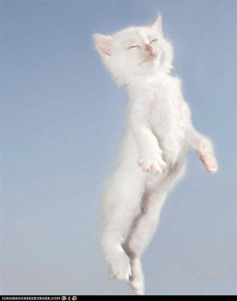 Floating Kitten Cute Animals Crazy Cats Cats