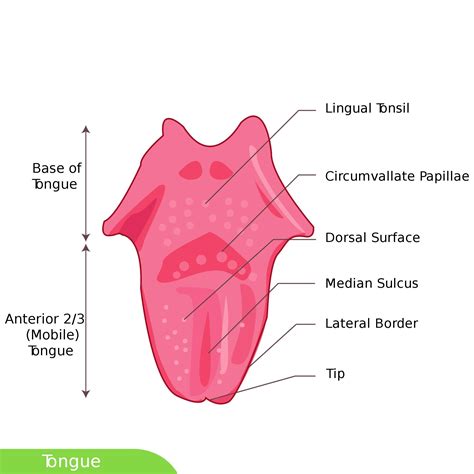 In This Picture The Anterior 23 Is Referred To As The Mobile Part Of
