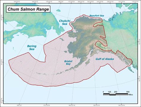 Chum Salmon Range Map Alaska Department Of Fish And Game