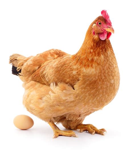 How Many Years Do Chickens Lay Eggs