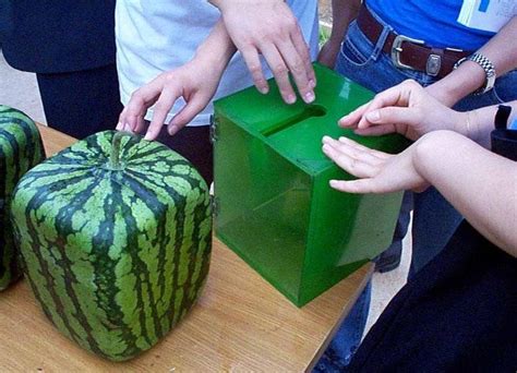 Grow A Square Watermelon 9 Steps With Pictures