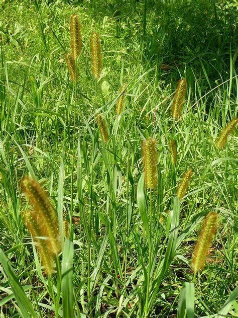 3 X Setaria Glauca Yellow Foxtail Annual Ornamental Grass Plug Etsy