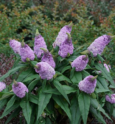 Pugster Amethyst Butterfly Bush Natorps Online Plant Store