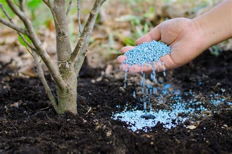 The Best Fertilizer For Evergreen Trees My Home Diy Projects