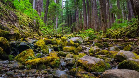 Sol Duc Falls Trail In Olympic National Park Port Angeles Washington