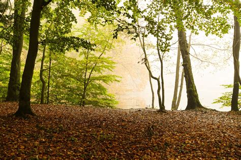 Foggy Autumn Forest Free Stock Photo Freeimages