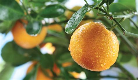 9 Perfect Fruit Trees That Grow In North Florida Fruits Gardener