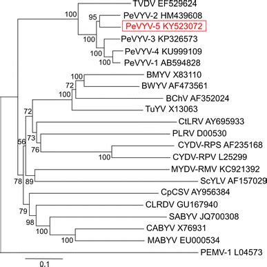 Phylogenetic tree illustrating the relationship of the ...