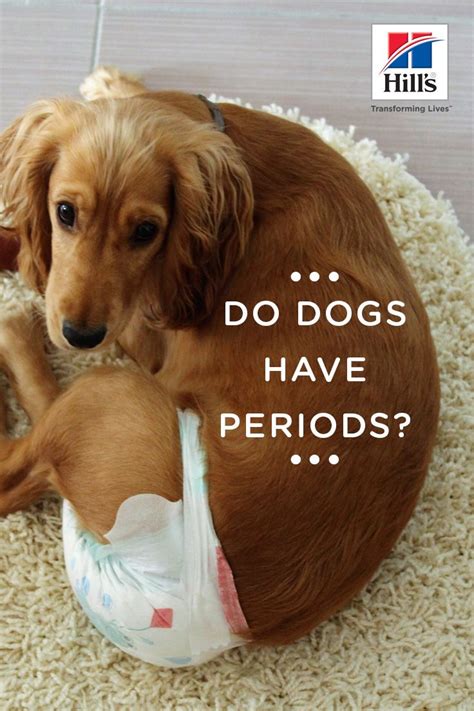 Do Female Dogs Get Periods Hills Pet Female Dog In Heat Dog In