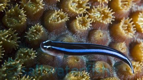 Blue Neon Goby Captive Bred Gobies Saltwater Fish