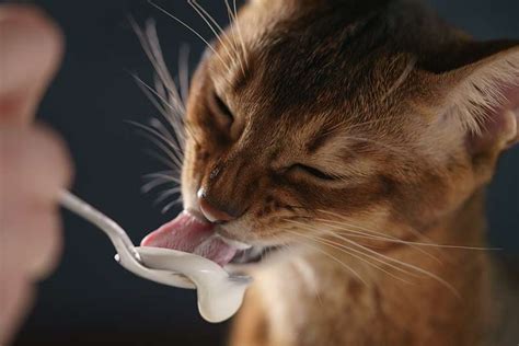 Brought to you by : Can Cats Eat Yogurt | Cat Breed Selector